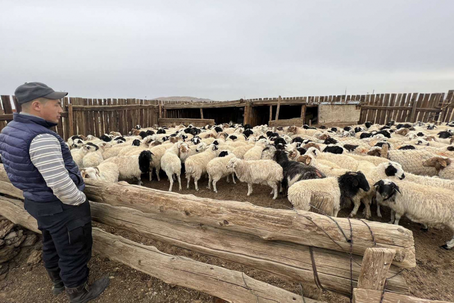 Малчид биржээр дамжуулан малаа үйлдвэрт арилжаалж эхэллээ